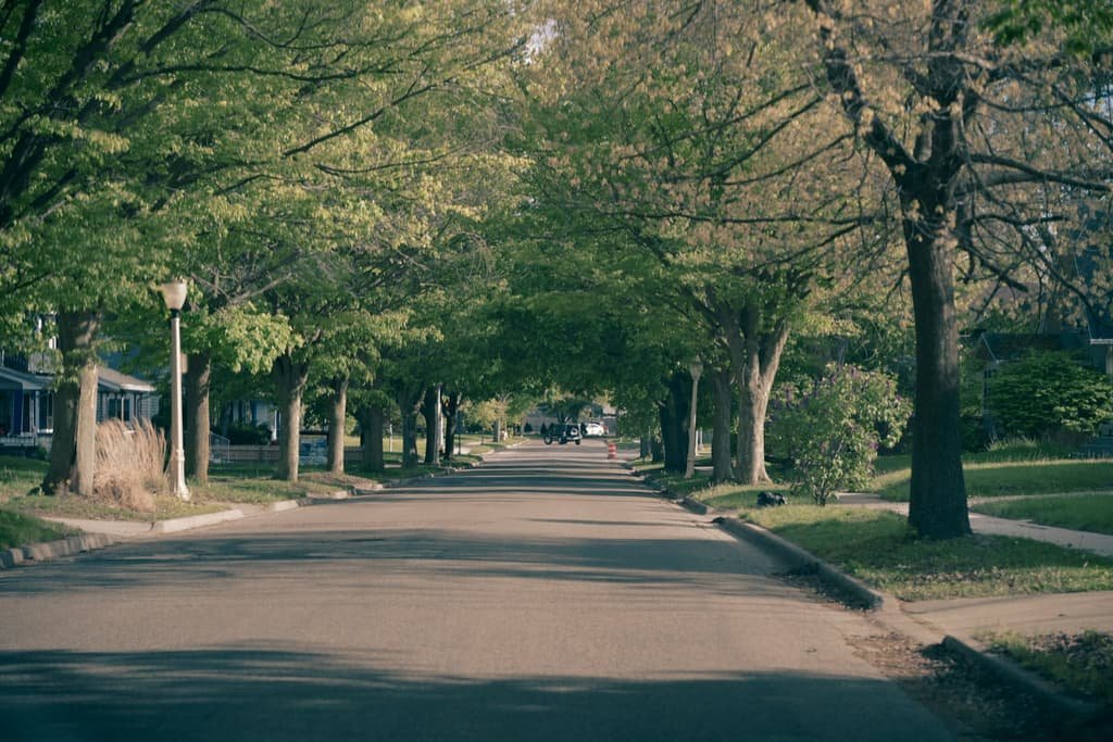 Tree-canopied residential street in late afternoon light